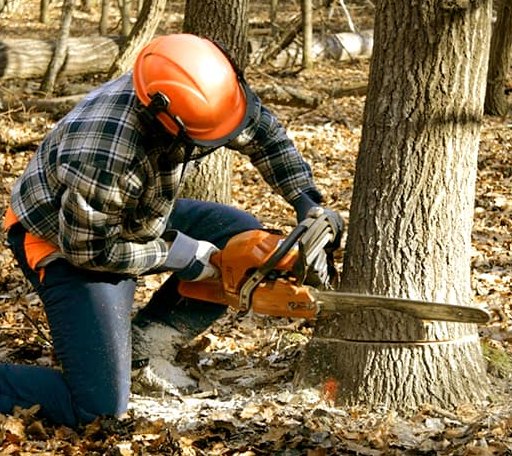 Tree Removal in Mantee, MS